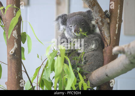 Nanjin, Nanjin, Cina. 21 Ago, 2018. Nanjing, Cina-Koala può essere visto alla Hongshan Zoo Foresta in Nanjing East cinese della provincia di Jiangsu. Credito: SIPA Asia/ZUMA filo/Alamy Live News Foto Stock