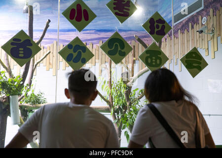 Nanjin, Nanjin, Cina. 21 Ago, 2018. Nanjing, Cina-Koala può essere visto alla Hongshan Zoo Foresta in Nanjing East cinese della provincia di Jiangsu. Credito: SIPA Asia/ZUMA filo/Alamy Live News Foto Stock