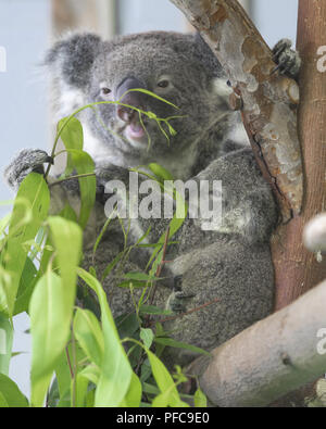 Nanjin, Nanjin, Cina. 21 Ago, 2018. Nanjing, Cina-Koala può essere visto alla Hongshan Zoo Foresta in Nanjing East cinese della provincia di Jiangsu. Credito: SIPA Asia/ZUMA filo/Alamy Live News Foto Stock