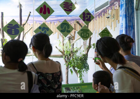 Nanjin, Nanjin, Cina. 21 Ago, 2018. Nanjing, Cina-Koala può essere visto alla Hongshan Zoo Foresta in Nanjing East cinese della provincia di Jiangsu. Credito: SIPA Asia/ZUMA filo/Alamy Live News Foto Stock