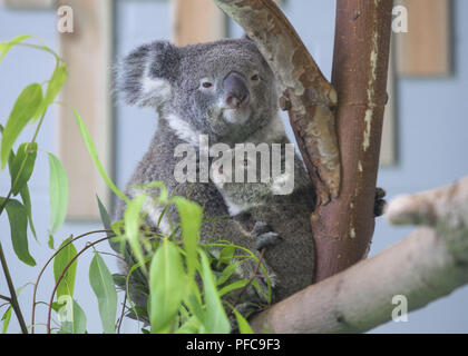 Nanjin, Nanjin, Cina. 21 Ago, 2018. Nanjing, Cina-Koala può essere visto alla Hongshan Zoo Foresta in Nanjing East cinese della provincia di Jiangsu. Credito: SIPA Asia/ZUMA filo/Alamy Live News Foto Stock