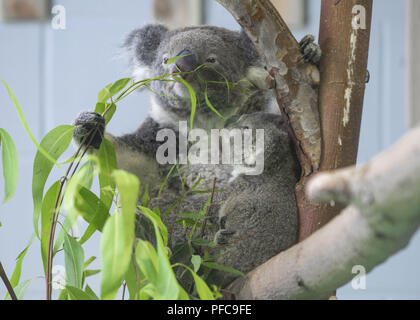 Nanjin, Nanjin, Cina. 21 Ago, 2018. Nanjing, Cina-Koala può essere visto alla Hongshan Zoo Foresta in Nanjing East cinese della provincia di Jiangsu. Credito: SIPA Asia/ZUMA filo/Alamy Live News Foto Stock