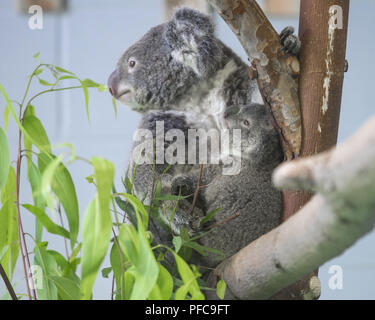 Nanjin, Nanjin, Cina. 21 Ago, 2018. Nanjing, Cina-Koala può essere visto alla Hongshan Zoo Foresta in Nanjing East cinese della provincia di Jiangsu. Credito: SIPA Asia/ZUMA filo/Alamy Live News Foto Stock