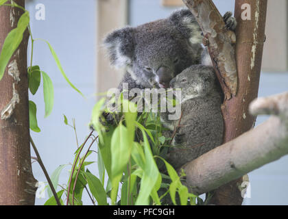 Nanjin, Nanjin, Cina. 21 Ago, 2018. Nanjing, Cina-Koala può essere visto alla Hongshan Zoo Foresta in Nanjing East cinese della provincia di Jiangsu. Credito: SIPA Asia/ZUMA filo/Alamy Live News Foto Stock