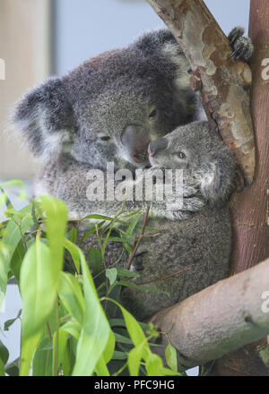 Nanjin, Nanjin, Cina. 21 Ago, 2018. Nanjing, Cina-Koala può essere visto alla Hongshan Zoo Foresta in Nanjing East cinese della provincia di Jiangsu. Credito: SIPA Asia/ZUMA filo/Alamy Live News Foto Stock