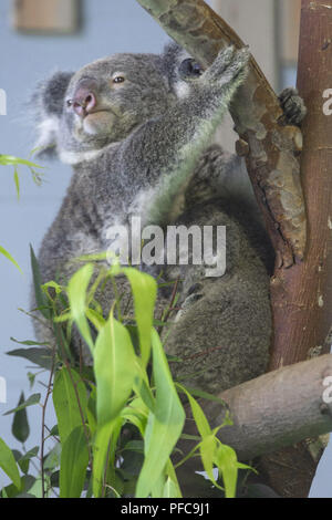 Nanjin, Nanjin, Cina. 21 Ago, 2018. Nanjing, Cina-Koala può essere visto alla Hongshan Zoo Foresta in Nanjing East cinese della provincia di Jiangsu. Credito: SIPA Asia/ZUMA filo/Alamy Live News Foto Stock