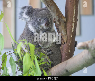 Nanjin, Nanjin, Cina. 21 Ago, 2018. Nanjing, Cina-Koala può essere visto alla Hongshan Zoo Foresta in Nanjing East cinese della provincia di Jiangsu. Credito: SIPA Asia/ZUMA filo/Alamy Live News Foto Stock