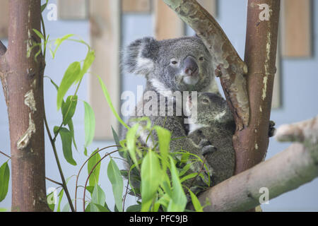 Nanjin, Nanjin, Cina. 21 Ago, 2018. Nanjing, Cina-Koala può essere visto alla Hongshan Zoo Foresta in Nanjing East cinese della provincia di Jiangsu. Credito: SIPA Asia/ZUMA filo/Alamy Live News Foto Stock