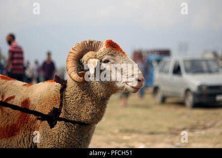 Srinagar, Jammu e Kashmir. 21 Ago, 2018. Una pecora è mantenuta per la vendita su un mercato a monte della di Eid-al-Adha festival a Srinagar la capitale estiva di Indiano Kashmir controllato il 21 agosto 2018. Credito: Faisal Khan/ZUMA filo/Alamy Live News Foto Stock