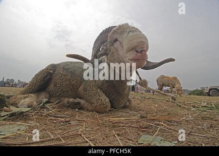 Srinagar, Jammu e Kashmir. 21 Ago, 2018. Una pecora è mantenuta per la vendita su un mercato a monte della di Eid-al-Adha festival a Srinagar la capitale estiva di Indiano Kashmir controllato il 21 agosto 2018. Credito: Faisal Khan/ZUMA filo/Alamy Live News Foto Stock