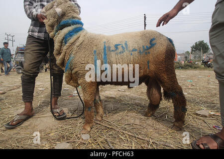 Srinagar, Jammu e Kashmir. 21 Ago, 2018. Una pecora è mantenuta per la vendita su un mercato a monte della di Eid-al-Adha festival a Srinagar la capitale estiva di Indiano Kashmir controllato il 21 agosto 2018. Credito: Faisal Khan/ZUMA filo/Alamy Live News Foto Stock