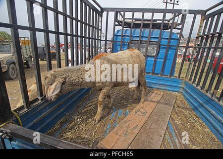 Srinagar, Jammu e Kashmir. 21 Ago, 2018. Una pecora è mantenuta per la vendita su un mercato a monte della di Eid-al-Adha festival a Srinagar la capitale estiva di Indiano Kashmir controllato il 21 agosto 2018. Credito: Faisal Khan/ZUMA filo/Alamy Live News Foto Stock