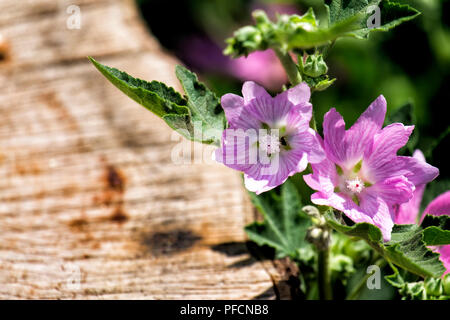 Fiori di albero giardino-malva nel colore della Parnassian rose (Lavatera thuringiaca) Foto Stock