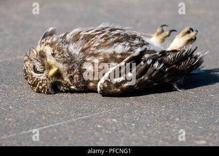 Dead Civetta si trova sull'asfalto (Athene noctua) Foto Stock