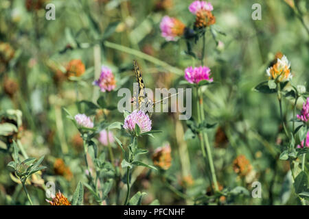 Vecchio Mondo sbarcati a coda di rondine su un fiore di trifoglio (Papilio machaon) Foto Stock