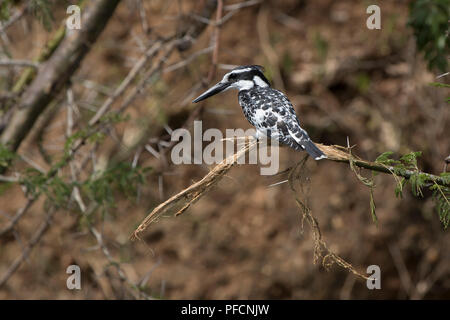 Pied Kingfisher che siede su un ramo rotto che sovrasta il fiume Foto Stock