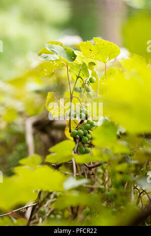 Uva selvatica (Vitis) che cresce su un vitigno. Foto Stock