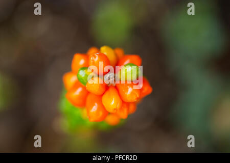 La frutta (bacche) di un martinetto-nel-pulpito impianto (Arisaema triphyllum) in un giardino estivo. Foto Stock