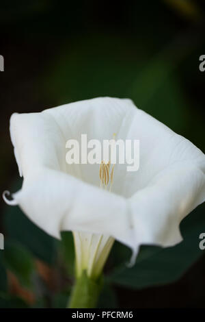 Datura innoxia, o inoxia, noto anche come Roverella thorn apple, luna fiore, Angelo tromba, devil's tromba o pricklyburr, nella famiglia delle solanacee. Foto Stock