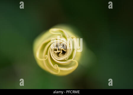 Datura innoxia, o inoxia, noto anche come Roverella thorn apple, luna fiore, Angelo tromba, devil's tromba o pricklyburr, nella famiglia delle solanacee. Foto Stock