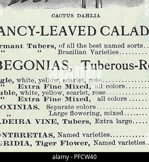 . Catalogo descrittivo di verdure, fiori e semi di fattoria. Vivai (orticoltura); vivaio; semi; lampadine (piante); GIARDINAGGIO; attrezzature e forniture; biancheria piante; Weeber &AMP; Don. WEEBER y DON 65 rose e crisantemi ROSES Hybrid Tea Rose le seguenti varietà sono adattati appositamente per coltura in serra. American Beauty. Eich, rosy crimson, molto profumato. Sposa. Bianco, venato arrossire, un bel fiore. Damigella. Una bella rosa luminoso, molto popolari varietà. Golden Gate. Bianco panna, venato di oro giallo e bianco. Kaiserin Augusta Victoria. Bianco puro, lunga e punto Foto Stock