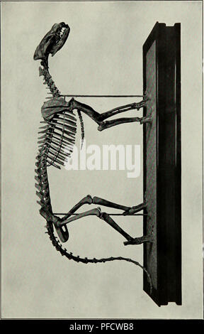 . Descrizione del nuovo carnivori da Miocene di western Nebraska. Carnivora, fossile; Paleontologia; Paleontologia. . Si prega di notare che queste immagini vengono estratte dalla pagina sottoposta a scansione di immagini che possono essere state migliorate digitalmente per la leggibilità - Colorazione e aspetto di queste illustrazioni potrebbero non perfettamente assomigliano al lavoro originale. Peterson, O. A. (Olof agosto), 1865-; Carnegie Museum. Pittsburgh : pubblicato dall'autorità del Consiglio di Fondazione Carnegie Institute Foto Stock