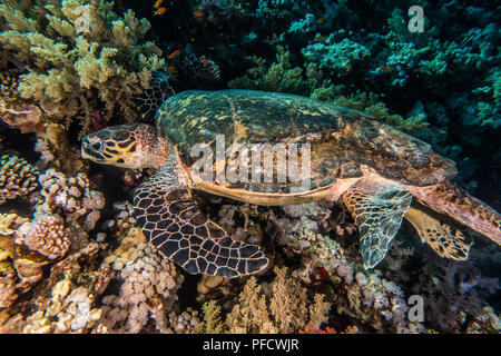 Hawksbill tartarughe marine nel Mar Rosso dahab, blue lagoon sinai a.e Foto Stock