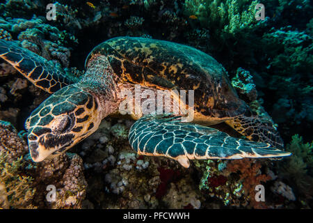 Hawksbill tartarughe marine nel Mar Rosso dahab, blue lagoon sinai a.e Foto Stock