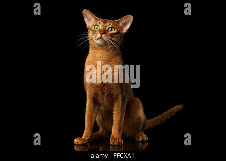 Maldestro gatto abissino seduta con faccia curiosa, isolato su sfondo nero con la riflessione Foto Stock