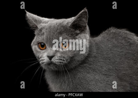 Close-up ritratto di offeso grigio British gattino, simpatiche, isolato su sfondo nero Foto Stock