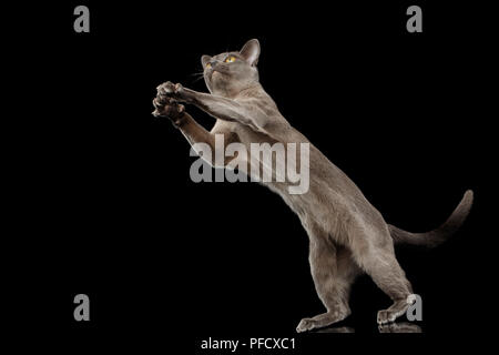 Blu gattino birmano, stirata fino, sulla isolato su sfondo nero con la riflessione, jumping Foto Stock