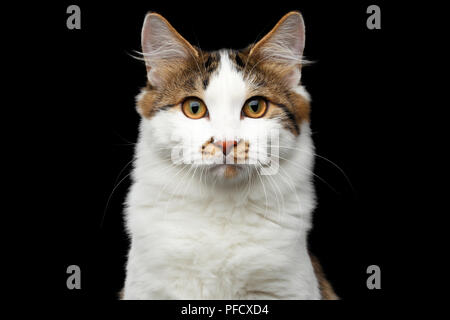 Close-up verticale di bianco Kurilian Bobtail Cat con spot sul naso guardando nella telecamera isolata su sfondo nero, vista frontale Foto Stock