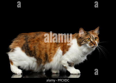 Crouch lo zenzero con il bianco Kurilian Bobtail gatto senza coda isolato su sfondo nero, a piedi vista laterale Foto Stock