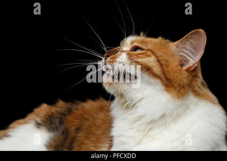 Close-up lo zenzero con il bianco Kurilian Bobtail Cat meow isolato su sfondo nero Foto Stock