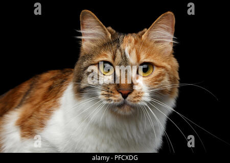 Close-up verticale di zenzero con il bianco Kurilian Bobtail Cat guardando nella telecamera isolata su sfondo nero, vista frontale Foto Stock