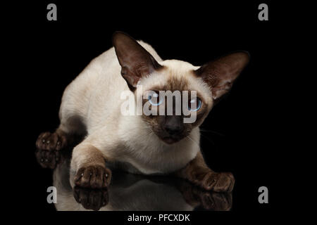 Close-up giocoso carino Oriental Shorthair Kitty con grandi occhi blu guardando la telecamera, siamese pelliccia, isolato su sfondo nero con la riflessione, profilo Foto Stock