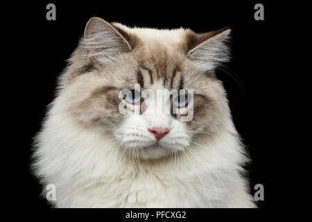 Close-up ritratto di divertente gatto Siberiano con gli occhi blu guardando nella telecamera isolata su sfondo nero Foto Stock