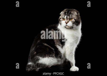 Grave cat di Scottish Fold razza con tabby seduto e guardando indietro isolato su sfondo nero, piccole orecchie Foto Stock