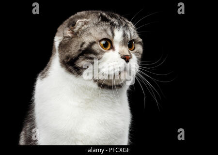 Close-up verticale di gravi cat di Scottish Fold razza isolato su sfondo nero, piccole orecchie e testa tonda Foto Stock