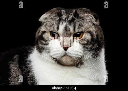 Close-up ritratto di scontroso gatto di Scottish Fold razza isolato su sfondo nero, piccole orecchie e testa tonda Foto Stock