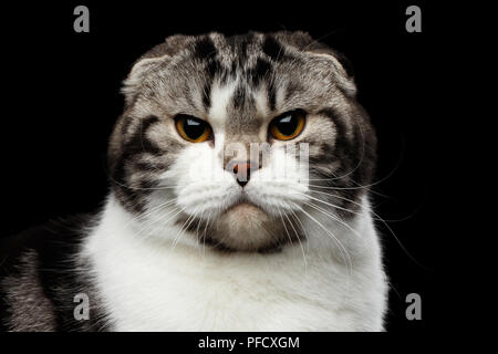 Close-up ritratto di scontroso gatto di Scottish Fold razza isolato su sfondo nero, piccole orecchie e testa tonda, cercando nella fotocamera Foto Stock