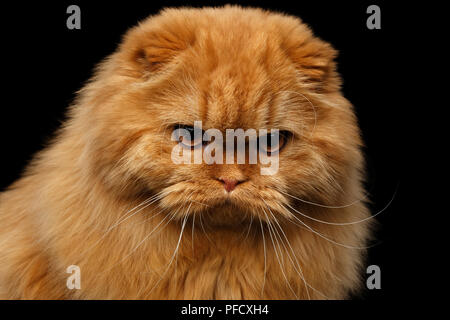 Close-up ritratto di Grumpy red Scottish Fold highland razza gatto arrabbiato guardare nella telecamera isolata su sfondo nero Foto Stock