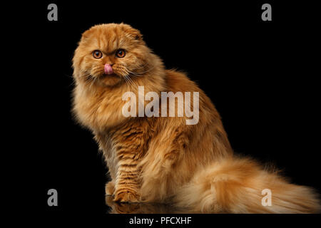 Rosso peloso Scottish Fold highland razza gatto seduto e lambito isolato su sfondo nero, zenzero fat cat Foto Stock