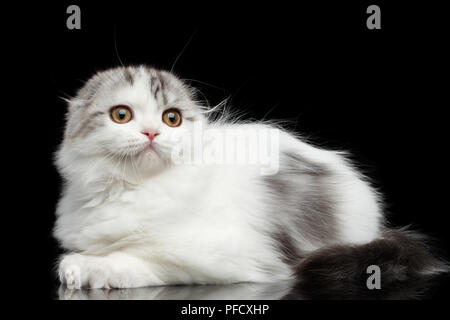 Bianco peloso Scottish Fold razza Highland gattino con tabby giacenti e curioso guardando in alto isolato su sfondo nero Foto Stock