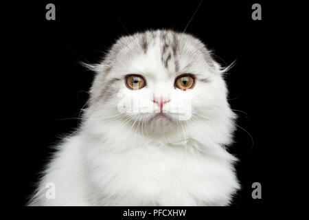 Close-up verticale di bianco peloso Scottish Fold razza Highland gattino con tabby curioso cercando nella fotocamera isolato su sfondo nero Foto Stock