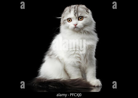 Bianco peloso Scottish Fold razza Highland gattino con tabby seduto e curiosi isolato su sfondo nero Foto Stock