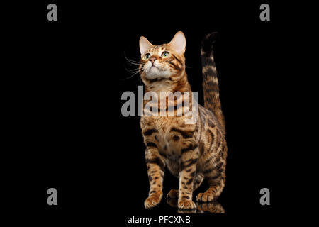 Maestoso bengala Gatto maschio con bei posti in piedi e guardando in alto sulla isolato su sfondo nero, vista frontale, Gorgerous razza Foto Stock