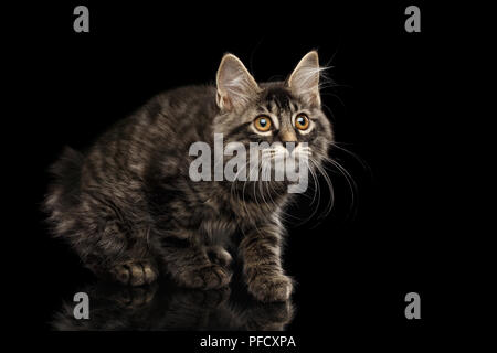 Carino accovacciata Kurilian Bobtail Kitty con grandi occhi rotondi curioso guardando in alto, isolato sfondo nero, vista frontale, Funny Cat faccia, senza coda Foto Stock