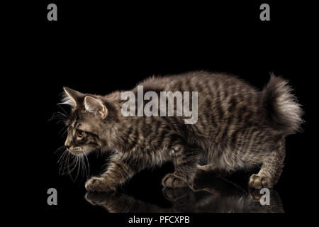 Caccia accovacciata Kurilian Bobtail Kitty, isolato sfondo nero, vista laterale, Funny Tabby Cat senza coda Foto Stock