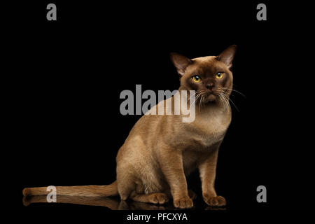 La Birmania Cat si siede e cercando nella fotocamera su sfondo nero Foto Stock